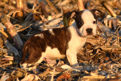 Les chiots de American Staffordshire Terrier