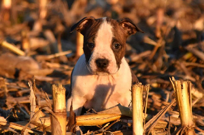 Les chiots de American Staffordshire Terrier