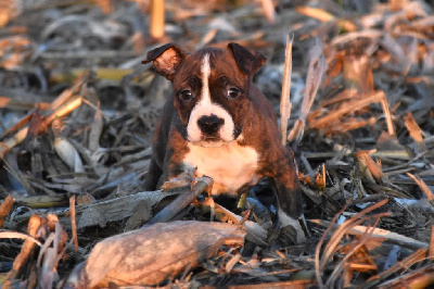 Les chiots de American Staffordshire Terrier