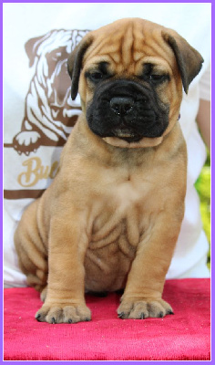 Les chiots de Bullmastiff