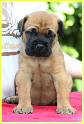 Les chiots de Bullmastiff