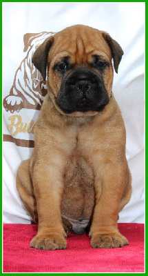 Les chiots de Bullmastiff