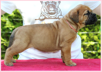 Les chiots de Bullmastiff