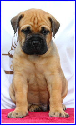 Les chiots de Bullmastiff