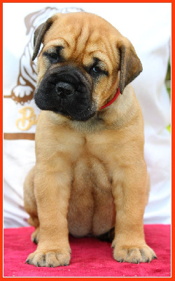 Les chiots de Bullmastiff