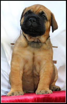 Les chiots de Bullmastiff