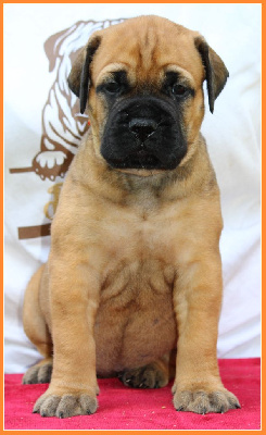 Les chiots de Bullmastiff