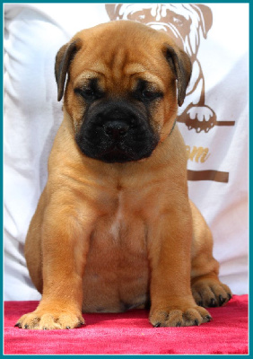 Les chiots de Bullmastiff