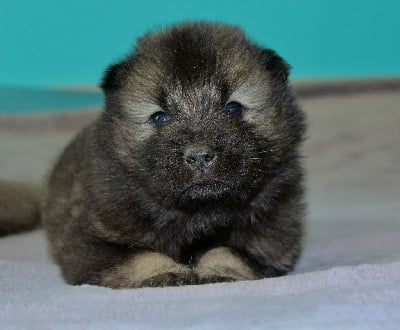 Miss fushia - Eurasier