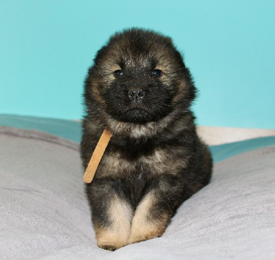 Les chiots de Eurasier