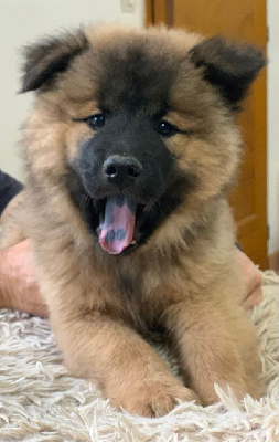 Mr bleu - Eurasier