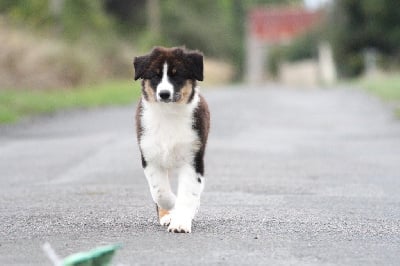 Les chiots de Berger Australien