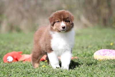 Les chiots de Berger Australien