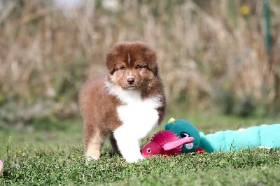 Les chiots de Berger Australien