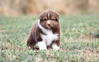 Les chiots de Berger Australien