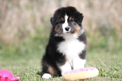 Les chiots de Berger Australien