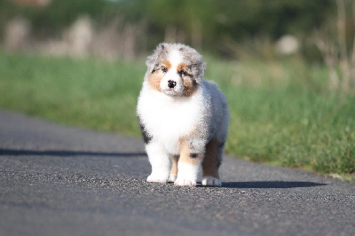 Les chiots de Berger Australien