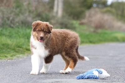 Les chiots de Berger Australien