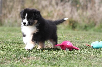 Les chiots de Berger Australien