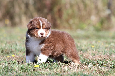 Les chiots de Berger Australien