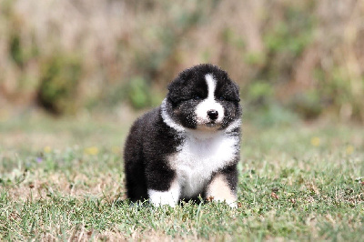 Les chiots de Berger Australien