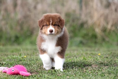 Les chiots de Berger Australien