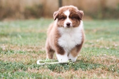 Les chiots de Berger Australien