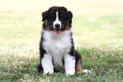 Les chiots de Berger Australien