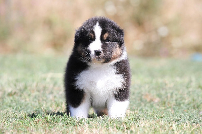 Les chiots de Berger Australien