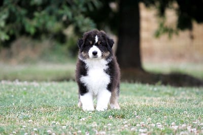 Les chiots de Berger Australien