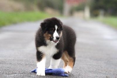 Les chiots de Berger Australien