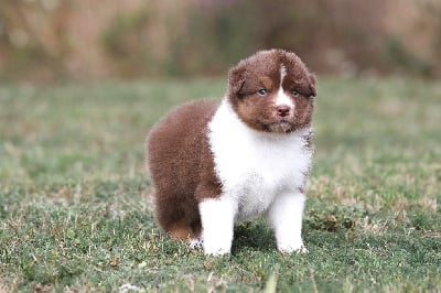 Les chiots de Berger Australien