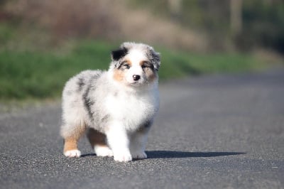 Les chiots de Berger Australien