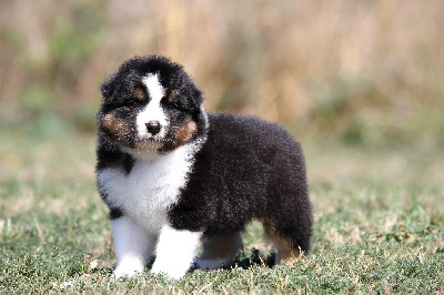 Les chiots de Berger Australien