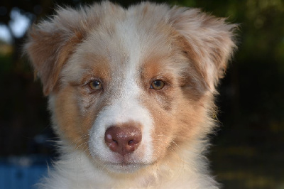 Les chiots de Berger Australien