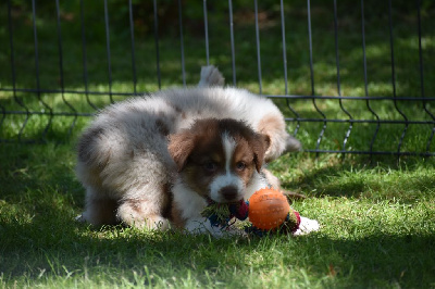 Les chiots de Berger Australien