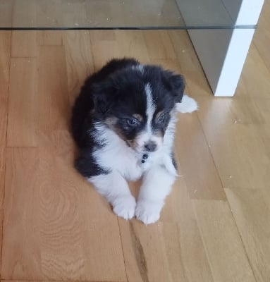 Les chiots de Berger Australien