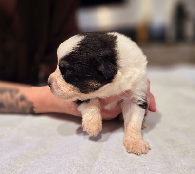 Les chiots de Berger Australien