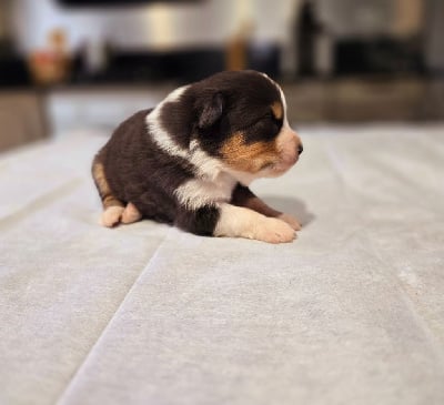 Les chiots de Berger Australien