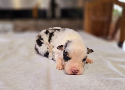 Les chiots de Berger Australien