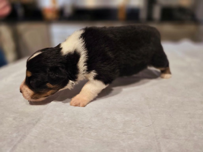 Les chiots de Berger Australien