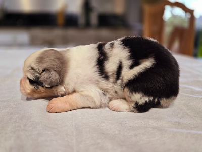 Les chiots de Berger Australien