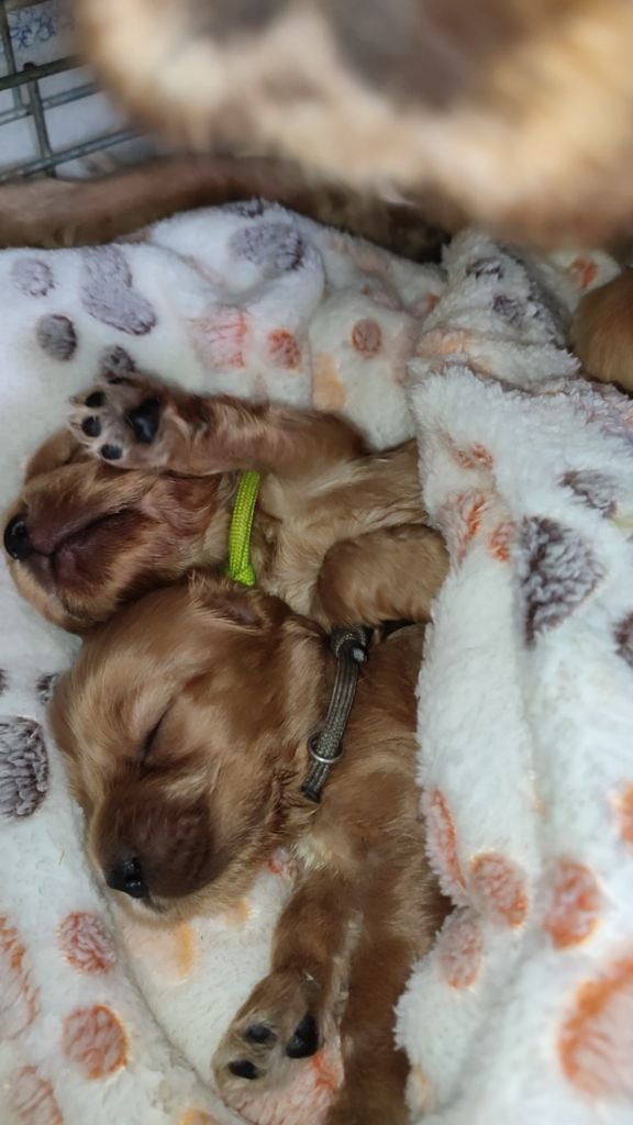 CHIOT - Cocker Spaniel Anglais