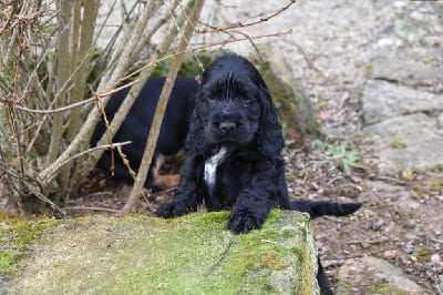 Les chiots de Cocker Spaniel Anglais