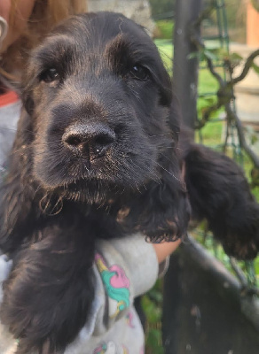 Les chiots de Cocker Spaniel Anglais