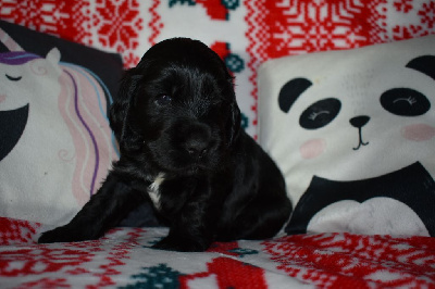 Les chiots de Cocker Spaniel Anglais