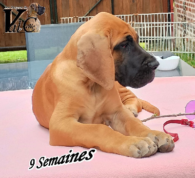 Les chiots de Dogue allemand