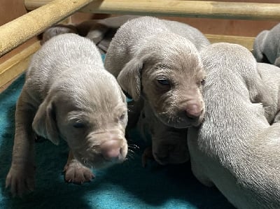 Les chiots de Braque de Weimar