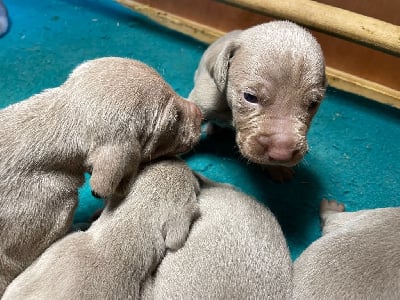 Les chiots de Braque de Weimar