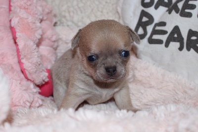 Les chiots de Chihuahua